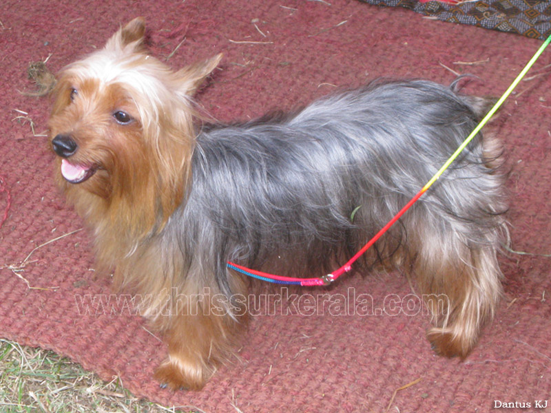 Mannuthy-Thrissur-Dog-Show-2011 (36)
